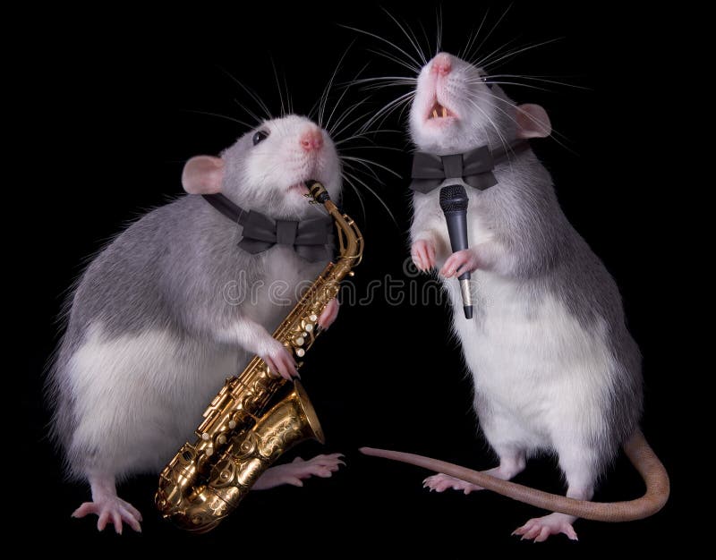 Musical Rats stock image. Image of duet, musician, mammal 10559681