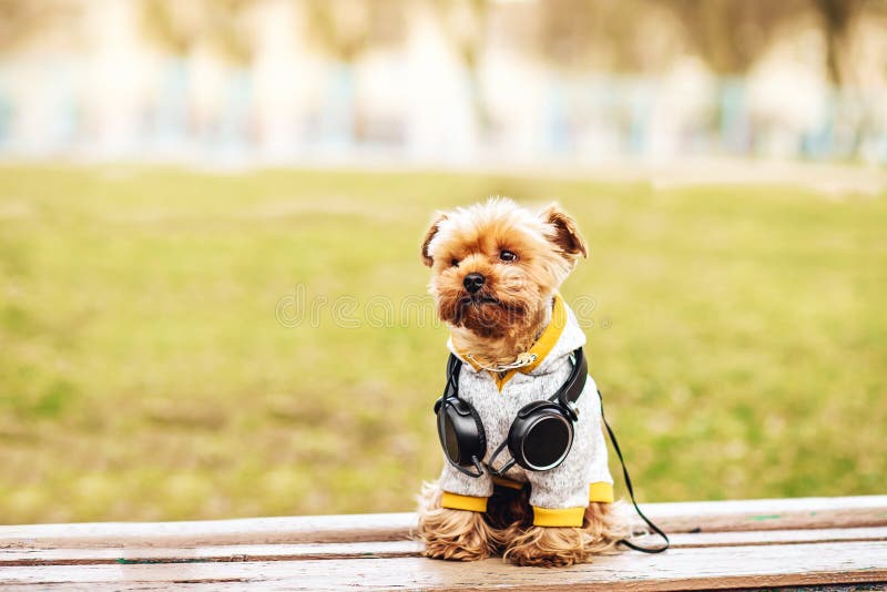 Musique de écoute de chien de terrier de Yorkshire sur la rue image libre de droits Musique de écoute de chien de terrier de Yorkshire sur la rue image libre de droits