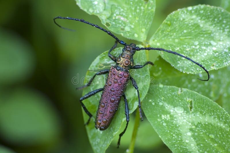 Musk beetle