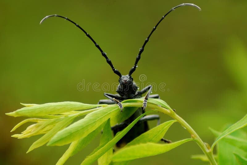 Musk beetle