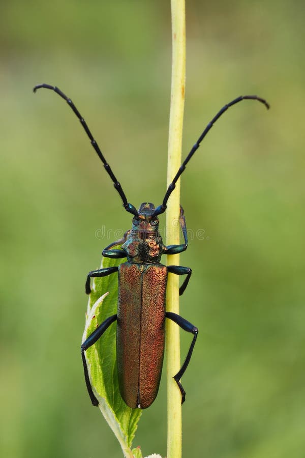 Musk beetleAromia moschata