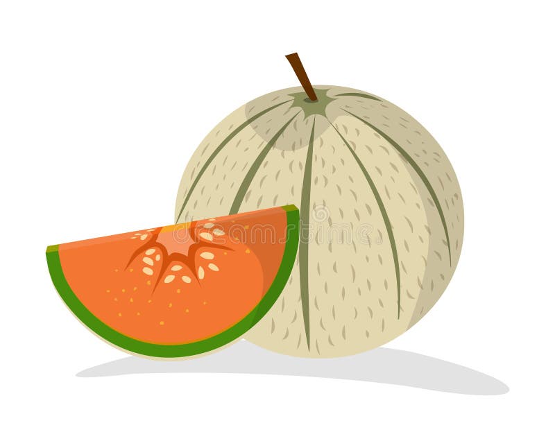Musk melon stock vector. Illustration of healthy, musk 214370619