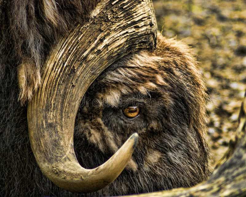 Musk OX stock image. Image of horns, wild, strong, animal 14049221