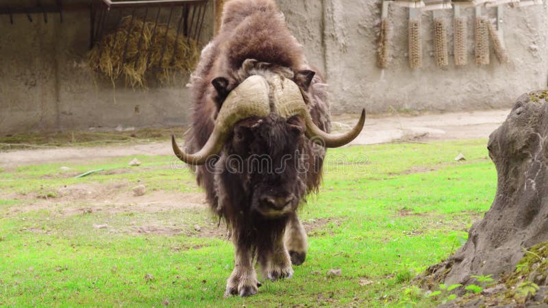 Musk Ox Eating in the Cold Snow Blizzard in Dovre Mountains at Winter ... Biology Diagrams