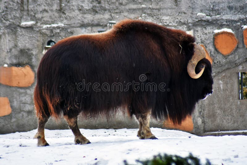 Musk Ox Grazing Winter Stock Photos - Free & Royalty-Free Stock Photos from  Dreamstime