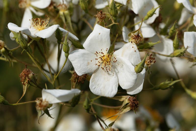 Musk rose Rosa moschata stock photo. Image of botanical 97568046