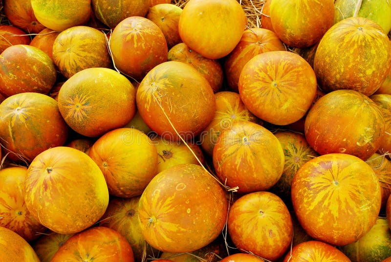 Muskmelon stock image. Image of market, nature, vegetable 29657975