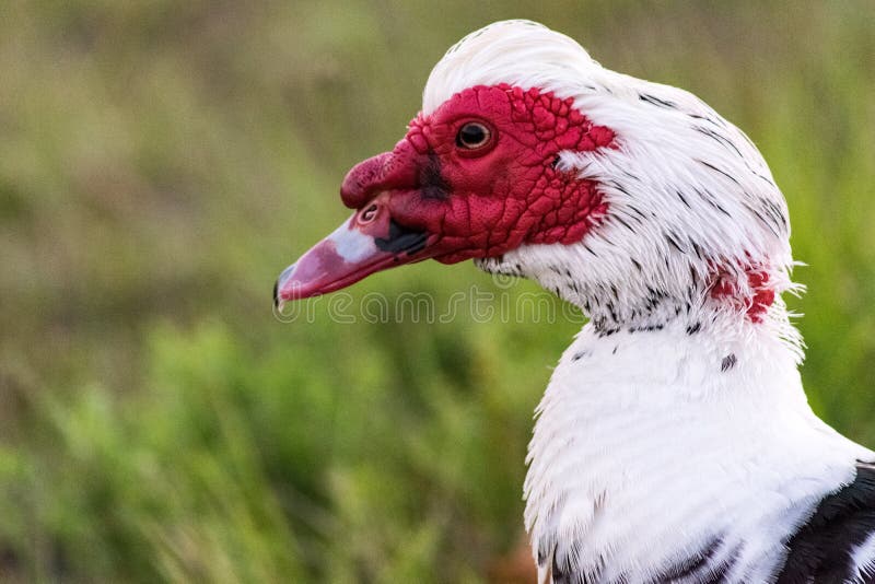 Download 317 Duck Mask Photos Free Royalty Free Stock Photos From Dreamstime PSD Mockup Templates