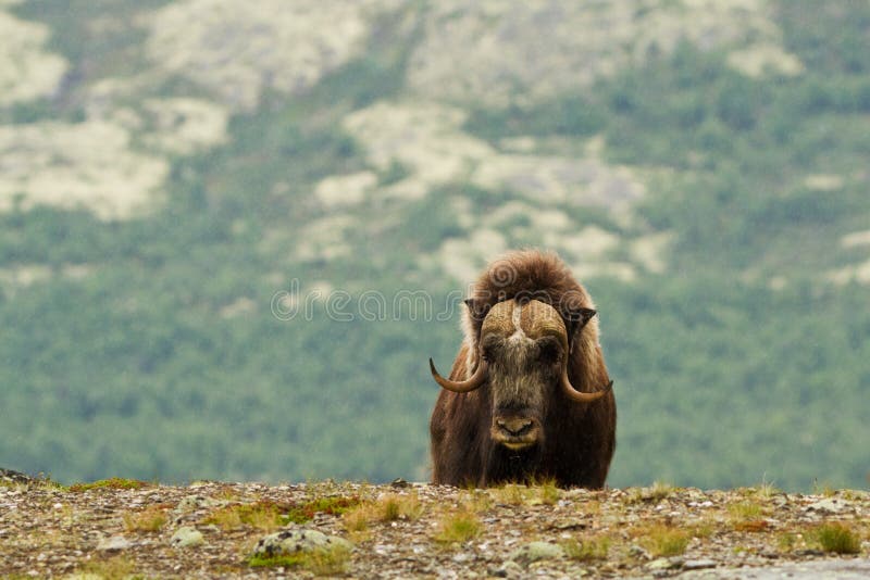 The MuskOx