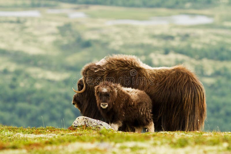 The MuskOx