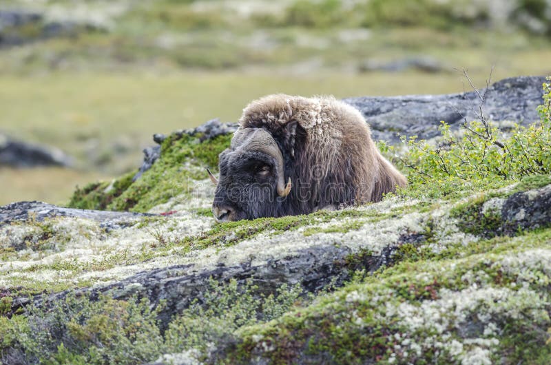 Muskox
