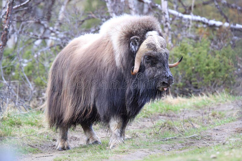 Muskox in Dovrefjell National Park, Norway Stock Photo - Image of bull,  dovrefjell: 160885350