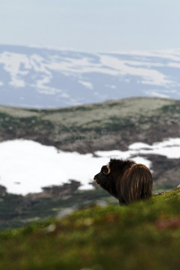 Moschatus Ovibos Muskox Бык вола мускуса мирно пасет в Dovrefjell Норвегии Могущественные одичалые звери Overcast Muskox с горой на заднем плане, большое животное в среду обитания природы