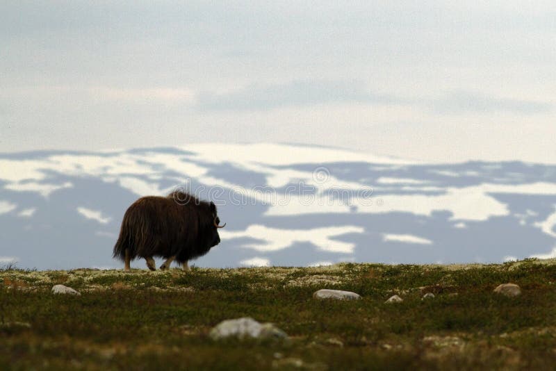 Muskox с горой на заднем плане, большое животное в среду обитания природы стоковые изображения rf