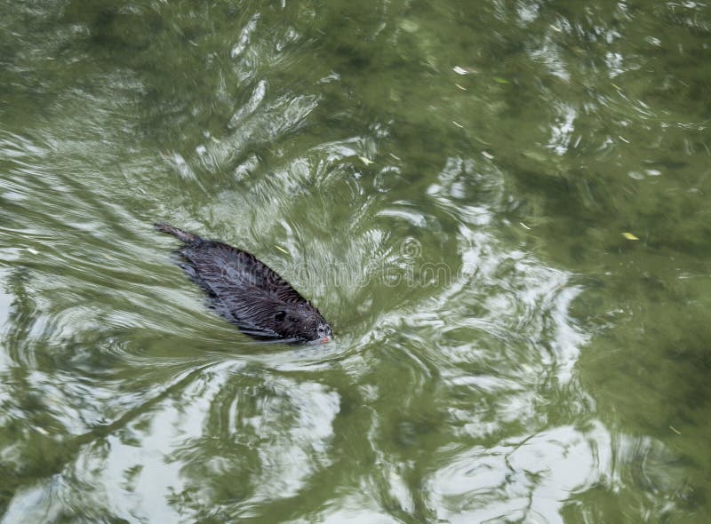 The Muskrat Floats in the Water Stock Photo - Image of rodent, ondatra:  176055078