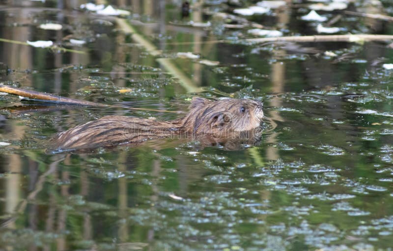 Muskrat ondatra zibethicus. un animale che galleggia in un piccolo fiume.