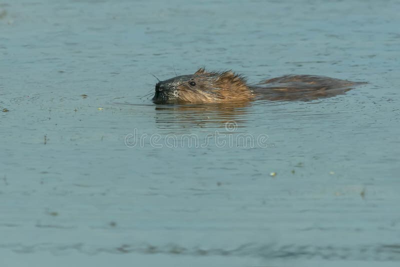 Muskrat - Ondatra Zibethicus Stock Image - Image of animals, horizontal