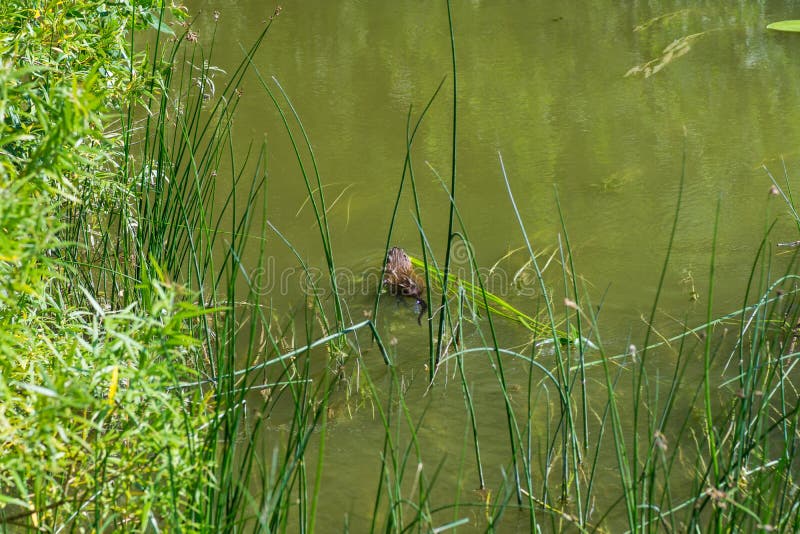 Muskrat (Water Rat) stock photo. Image of water, musk - 76458630