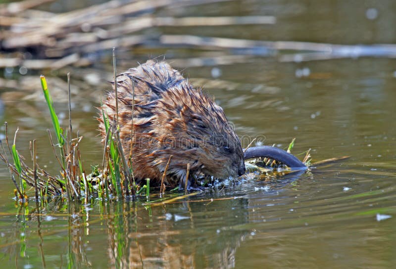 Muskrat (zibethicus del ondatra) fotografia stock