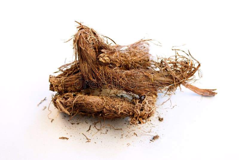 Muskroot, indisches Spikenard (Jatamanshi) stockfotos Muskroot, indisches Spikenard (Jatamanshi) stockfotos
