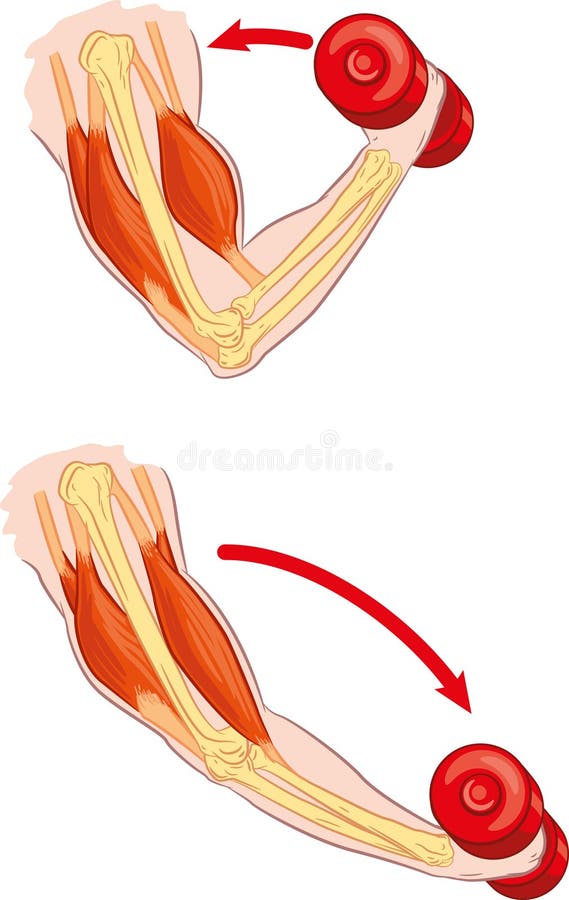 Illustration of human arm muscles during contraction and relaxing. Illustration of human arm muscles during contraction and relaxing.
