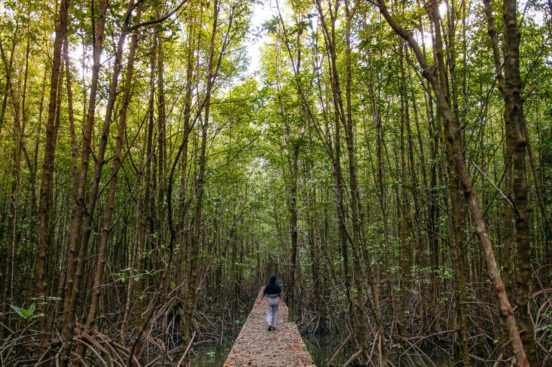 Muslim woman on nature trail in Thailand tropical mangrove swamp