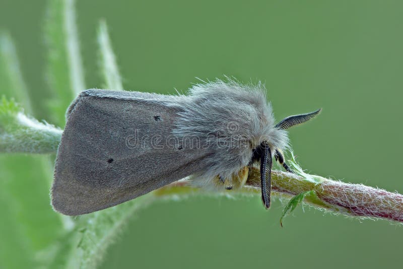 Muslin moth