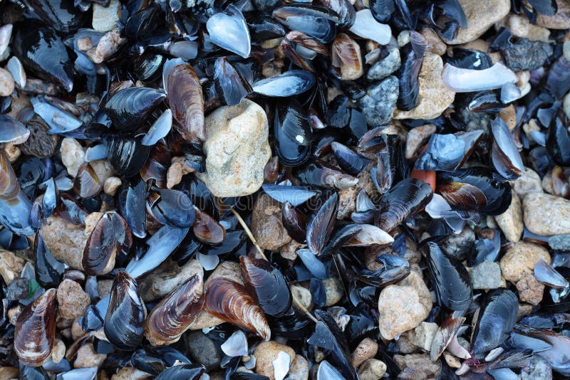 Mussel stock photography