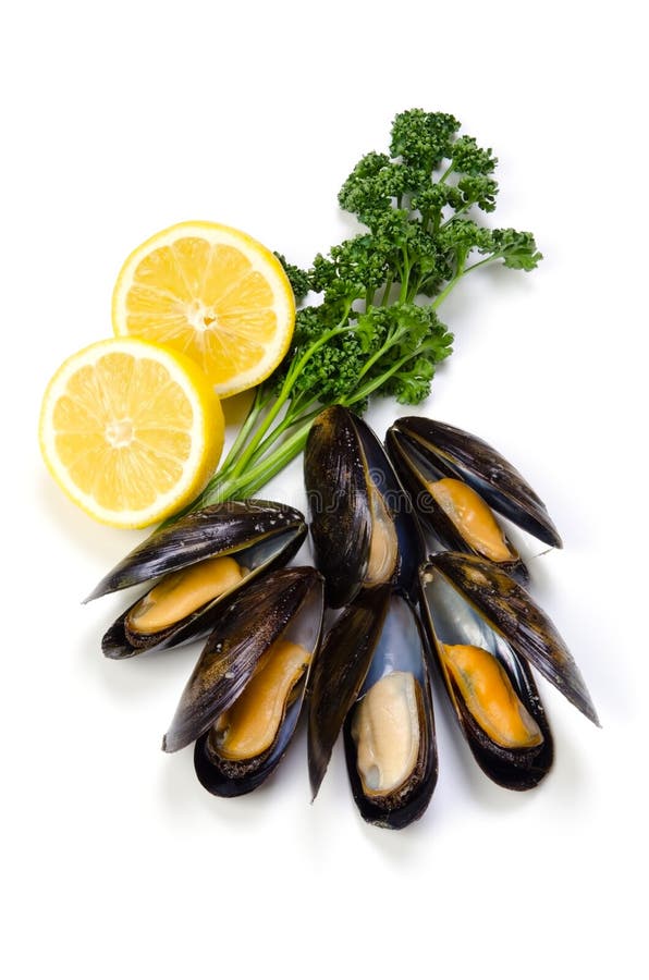 Mussel stock image. Image of fish, isolated, moule, food 24224499