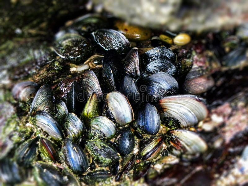 Mussel bed stock photo. Image of rock, water, southern 53997670