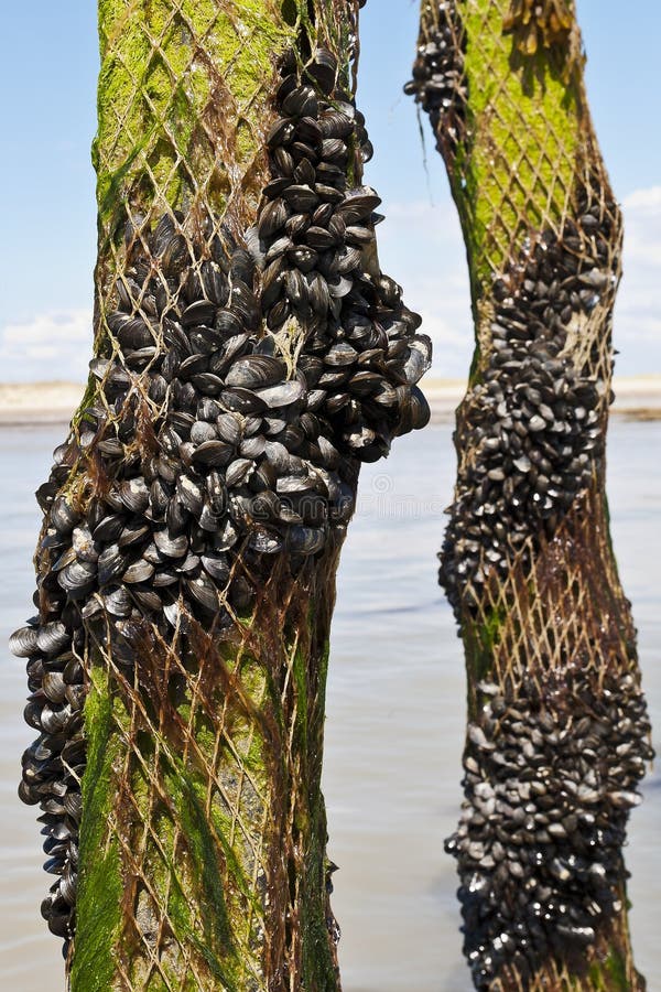 Mussel farm in the france sea stock photo Mussel farm in the france sea stock photo