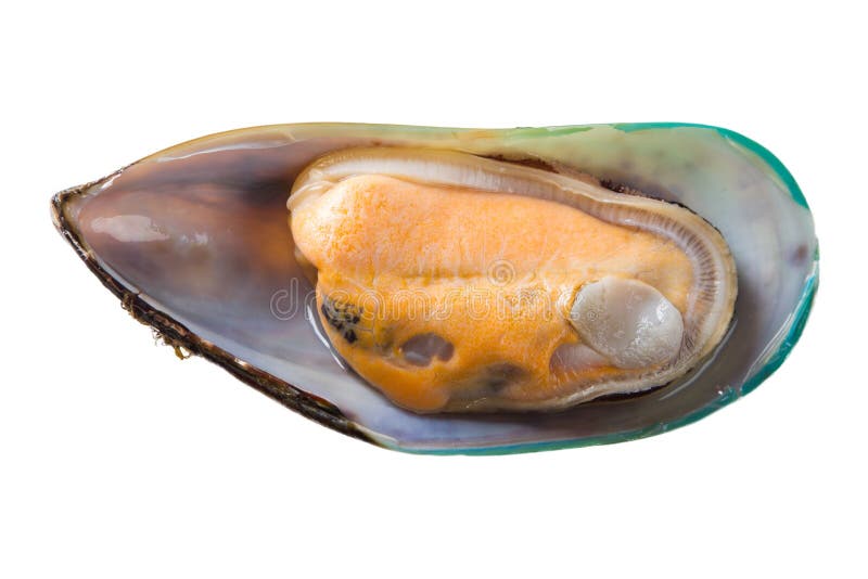 Mussel isolated