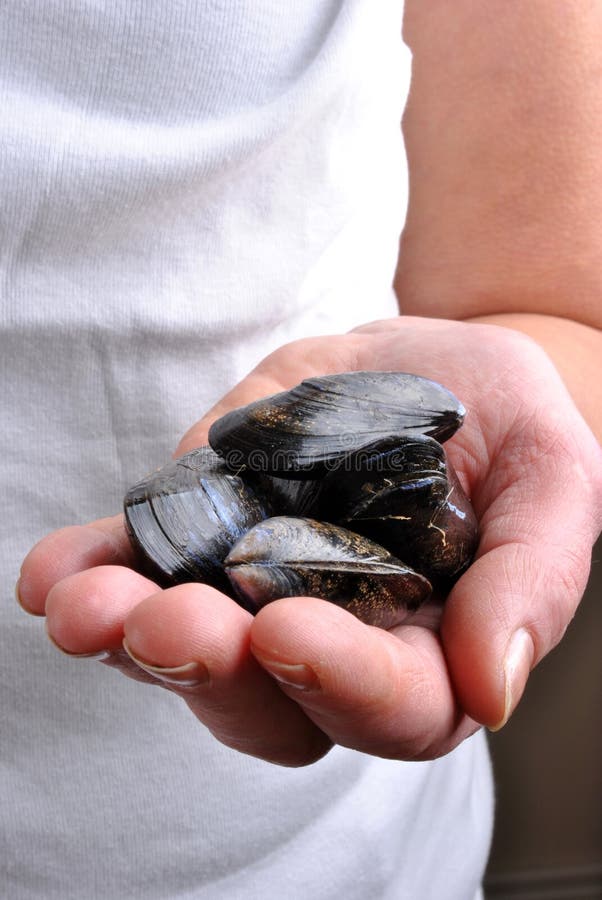 Mussel are ready to eat stock photo. Image of fine, organic 12375424