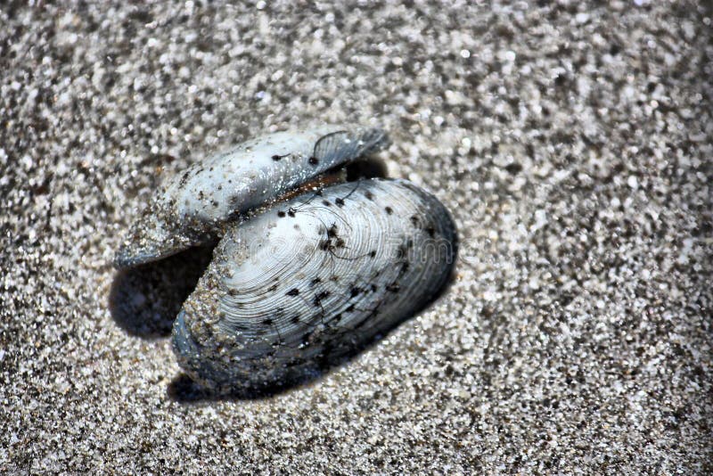 Mussel on the Sand stock image. Image of hairy, shell 12524139