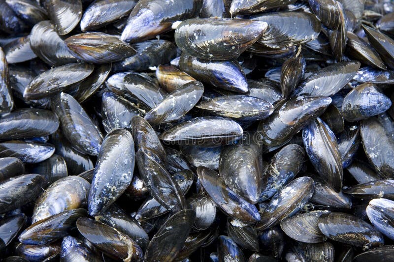 A background of fresh mussels for sale at a fish market. Bivalve shell stock images, royalty-free photos and pictures