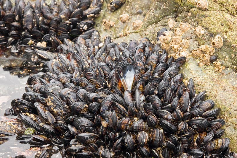 Mussells in a tidal pool stock images