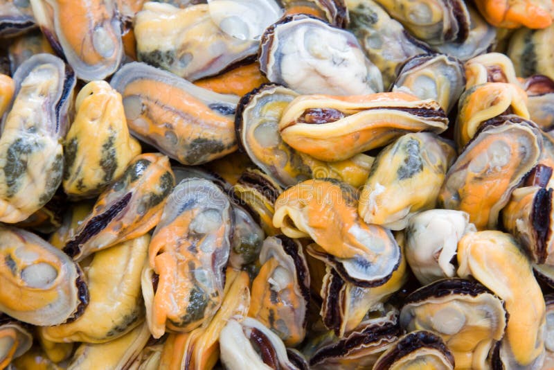 Mussels stock image. Image of mollusk, freshness, mussel 10982747