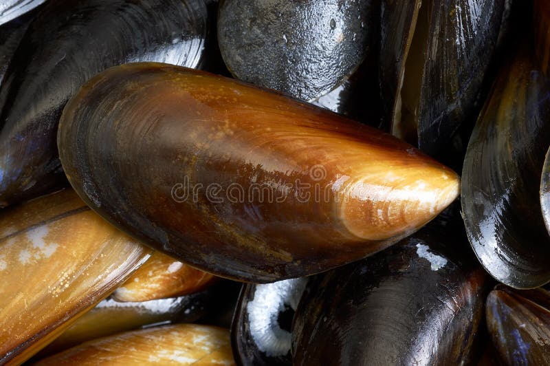 Mussels