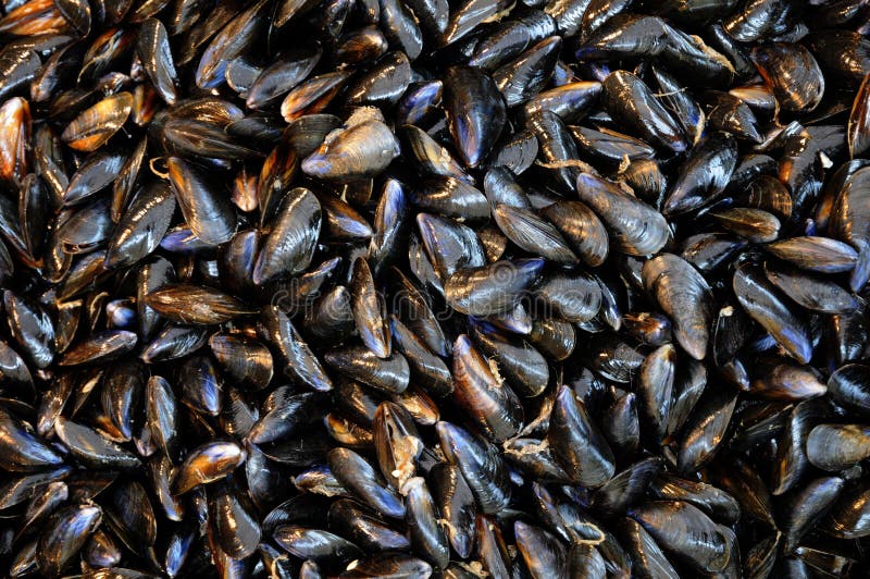 Mussels royalty free stock photos