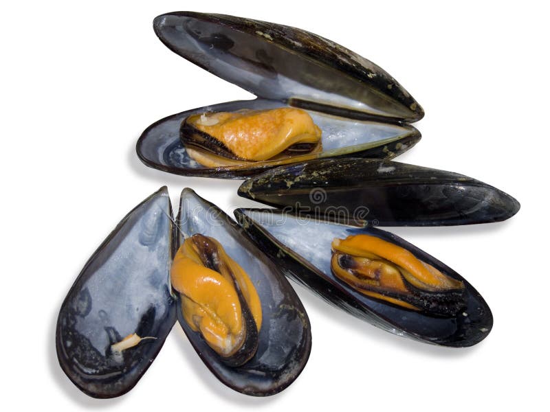 Alcune cozze appena cotta per un buon pasto.