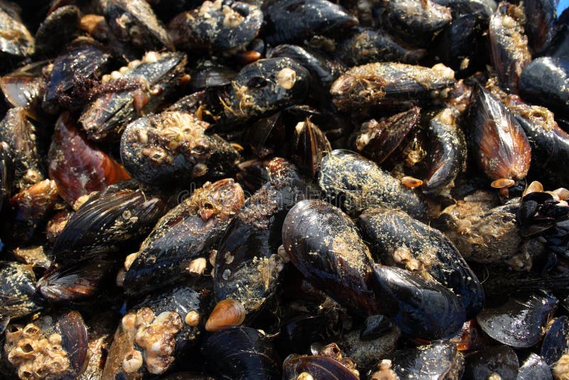 Mussels stock images