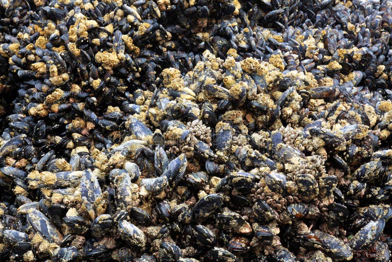 Mussels stock photos