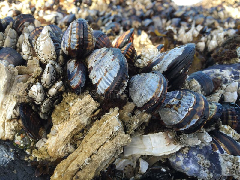 Mussels and barnacles stock photo. Image of closeup, life 60458252