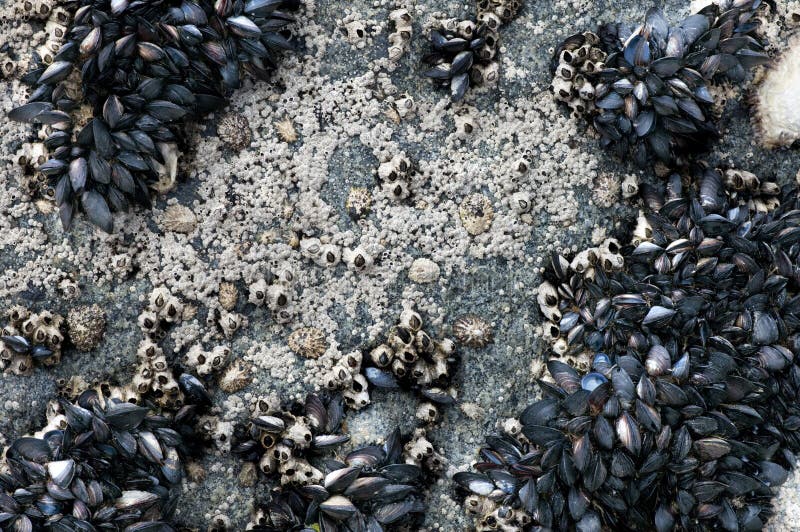 Mussels, barnacles and limpets in Galicia royalty free stock images