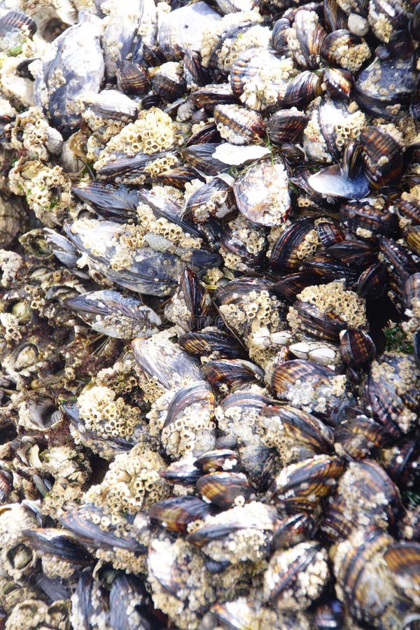 Barnacles and Mussels Exposed on Sea Rocks Stock Photo Image of tide