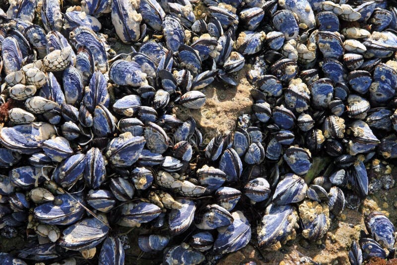 Mussels on Beach stock image. Image of laguna, shells 12786089