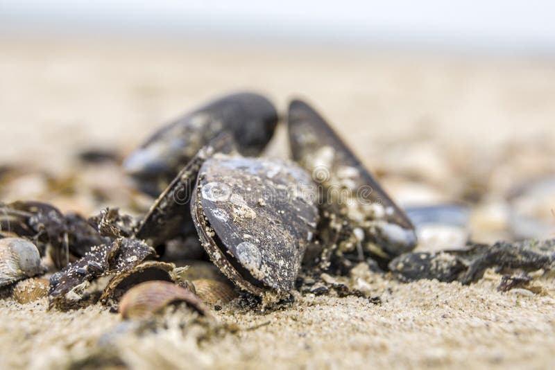 Mussels on the beach stock image. Image of seafood, seashells 83806361
