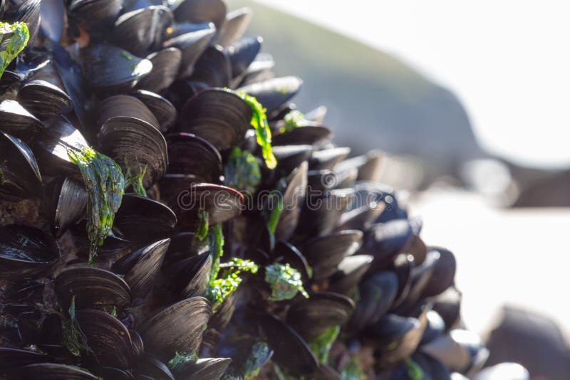 Mussels on the beach stock photo. Image of coast, oval 58848848