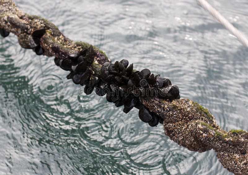 Mussels. royalty free stock photography