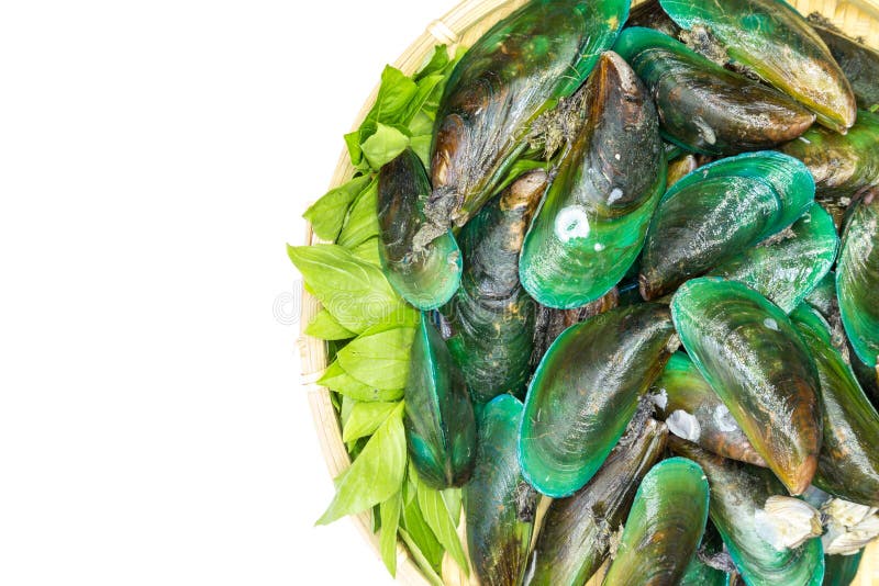 Mussels stock photo. Image of seafood, healthy, closeup 73264086